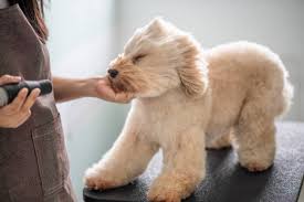 Why You Need a Dog Blow Dryer for Home Grooming