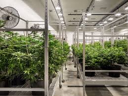 Commercial Grow Room HVAC Design: Ensuring Productivity and Quality