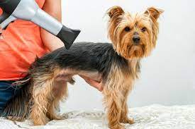 How a Dog Grooming Dryer Improves Coat Health and Shine